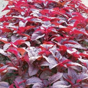 Divya Sur Red Spinach 2000 Seeds