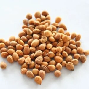 Divya Sur Cherry Tree Seeds