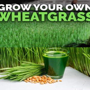 Divya Sur Tested wheat grass seeds : 2000 seeds