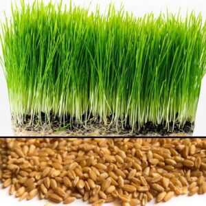 Divya Sur Tested wheat grass seeds : 2000 seeds