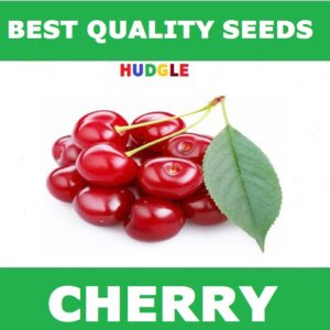 Divya Sur Cherry Tree Seeds